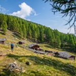 Alm, Baum, Hochland, Holz, Kaserfeld Alm, Matte, Natur, Pflanze, Ulten, Ultental, Ultimo, Val d’Ultimo, Weide, wandern