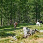 Baum, Holz, Natur, Pferde, Pflanze, Ulten, Ultental, Ultimo, Val d’Ultimo, Wald