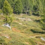 Baum, Heide, Hochland, Holz, Natur, Pflanze, Ulten, Ultental, Ultimo, Val d’Ultimo, Wald