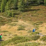 Baum, Heide, Hochland, Holz, Natur, Pflanze, Ulten, Ultental, Ultimo, Val d’Ultimo, Wald, wandern