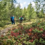 Baum, Heide, Holz, Natur, Pflanze, Ulten, Ultental, Ultimo, Val d’Ultimo, wandern