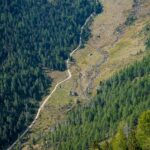 Baum, Flatschbergtal, Holz, Natur, Pflanze, Ulten, Ultental, Ultimo, Val d’Ultimo, Wald