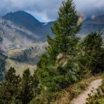 Baum, Berg, Flatschbergtal, Hintere Flatscher Berg Alm, Holz, Natur, Pflanze, Ulten, Ultental, Ultimo, Val d’Ultimo