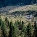 Bach, Baum, Brücke, Flatschbergbach, Flatschbergtal, Hochland, Holz, Natur, Pflanze, Ulten, Ultental, Ultimo, Val d’Ultimo, Wald