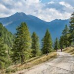 Baum, Berg, Flatschbergtal, Holz, Natur, Pflanze, Trampelpfad, Ulten, Ultental, Ultimo, Val d’Ultimo, Wald, wandern