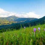 Corno Bianco, Herbstzeitlose, Natur, Pflanze, Weisshorn, Weißhorn, Wiese