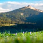 Corno Bianco, Herbstzeitlose, Natur, Weisshorn, Weißhorn