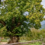 Breitenberg, Kastanienbaum, Leiferer Höhenweg