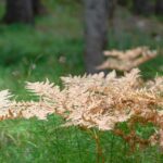 Deutschnofen, Natur, Schadner Rundweg