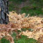 Deutschnofen, Natur, Schadner Rundweg