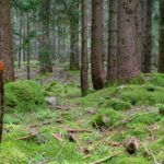 Deutschnofen, Moos, Schadner Rundweg, Wald