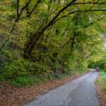 Natur, Weg, alte Weinstraße, cammino, way