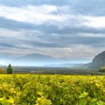 Etschtal, Weinberge