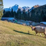 Durontal, Hochlandrind, Kühe, Rind