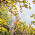 Herbst, Hörtenberg, Steig, autumn, autunno