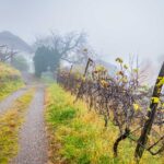 Herbst, Hof, Nebel, autumn, autunno