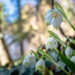 Blütezeit, Frühjahr, Frühling, Frühlings-Knotenblumen, Frühlingstal, Frühjahr, Großes Schneeglöckchen, Leucojum vernum, Märzbecher, Märzenbecher, Märzglöckchen