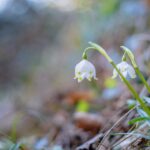 Blütezeit, Frühjahr, Frühling, Frühlings-Knotenblumen, Frühlingstal, Früjahr, Großes Schneeglöckchen, Leucojum vernum, Märzbecher, Märzenbecher, Märzglöckchen