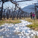 Blütezeit, Frühjahr, Frühling, Früjahr, Wasser, Weinberge, passeggiare, spazieren, spazieren gehen