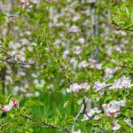 Apfelbaumblüte, Apfelblüte, Blütezeit, Frühjahr, Frühling, Früjahr, Waalweg, apple blossom