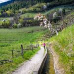 Blütezeit, Frühjahr, Frühling, Früjahr, Waalweg, Wanderweg, sentiero