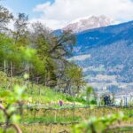 Blütezeit, Frühjahr, Frühling, Früjahr, Spaziergänger, Waalweg, Wanderweg, sentiero