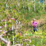 Apfelbaumblüte, Apfelblüte, Blütezeit, Frühjahr, Frühling, Früjahr, Waalweg, apple blossom, laufen