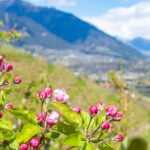 Apfelbaumblüte, Apfelblüte, Blütezeit, Frühjahr, Frühling, Früjahr, Meran, Waalweg, apple blossom