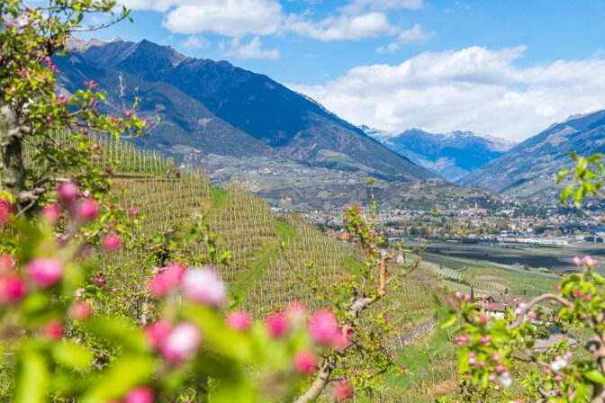 Blick vom Marlinger Waalweg duch die Apfelblüte hindurch nach Meran