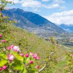 Apfelbaumblüte, Apfelblüte, Blütezeit, Frühjahr, Frühling, Früjahr, Meran, Waalweg, apple blossom