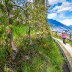 Apfelbaumblüte, Apfelblüte, Blütezeit, Frühjahr, Frühling, Früjahr, Meran, Waalweg, Wanderweg, apple blossom, sentiero