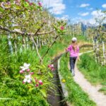 Apfelbaumblüte, Apfelblüte, Blütezeit, Frühjahr, Frühling, Früjahr, Spaziergänger, Waalweg, Wanderweg, apple blossom, passeggiare, sentiero, spazieren, spazieren gehen