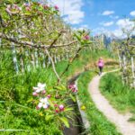 Apfelbaumblüte, Apfelblüte, Blütezeit, Frühjahr, Frühling, Früjahr, Spaziergänger, Waalweg, Wanderweg, apple blossom, passeggiare, sentiero, spazieren, spazieren gehen