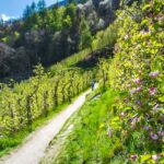 Apfelbaumblüte, Apfelblüte, Blütezeit, Frühjahr, Frühling, Früjahr, Waalweg, apple blossom