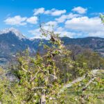 Apfelbaumblüte, Apfelblüte, Blütezeit, Frühjahr, Frühling, Früjahr, Waalweg, Wetterkreuz, apple blossom