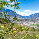 Apfelbaumblüte, Apfelblüte, Blütezeit, Frühjahr, Frühling, Früjahr, Marling, Meran, Waalweg, apple blossom