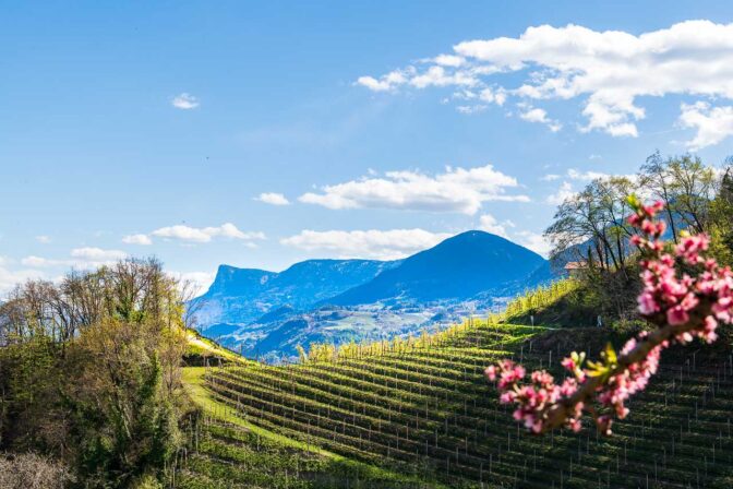 Abendsonne über den Weinbergen und Apfelhainen am Marlinger Waalweg