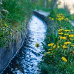 Blütezeit, Frühjahr, Frühling, Früjahr, Löwenzahn, Waalweg, Wasser