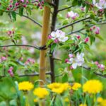 Apfelbaumblüte, Apfelblüte, Blütezeit, Frühjahr, Frühling, Früjahr, Waalweg, apple blossom