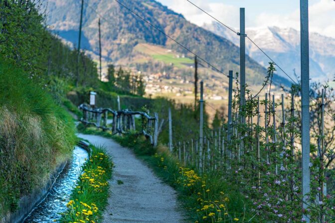 Der Löwenzahn steht bereits in Vollblüte, die Apfelbäume müssen diesbzgl. noch nachziehen