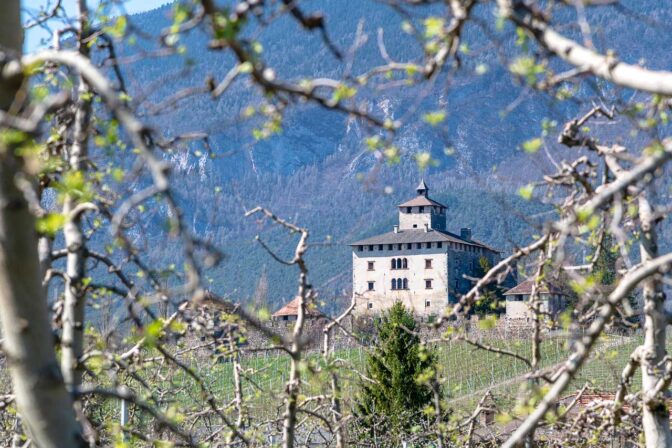 Zwischen frischen Apfelbaumzweigen sehen wir Castel Nanno