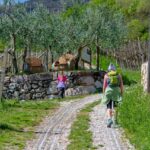 Blütezeit, Frühjahr, Frühling, Früjahr, Kurtatsch, Olive, Oliven, Weinlehrpfad Kurtatsch, passeggiare, spazieren, spazieren gehen, wandern