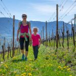 Blütezeit, Frühjahr, Frühling, Früjahr, Löwenzahn, Weinberge, passeggiare, spazieren, spazieren gehen, wandern