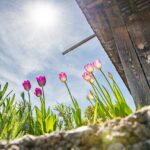 Blütezeit, Frühjahr, Frühling, Früjahr, Sonne, Tulipa, Tulpen