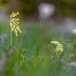 Blütezeit, Frühjahr, Frühling, Frühlingsblumen, Früjahr, Himmelschlüssel