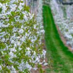 Blütezeit, Frühjahr, Frühling, Früjahr, Kirschblüte, Kirschbäume