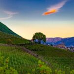 Abendstimmung, Blütezeit, Frühjahr, Frühling, Früjahr, Kurtatsch, Weinberge, Zürgelbaum