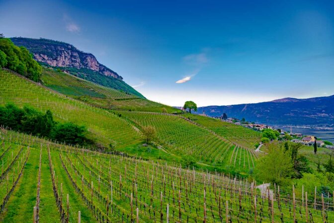 Weinberge, soweit das Auge reicht.