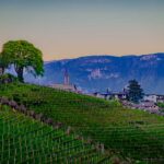 Abendstimmung, Blütezeit, Frühjahr, Frühling, Früjahr, Kurtatsch, Weinberge, Zürgelbaum