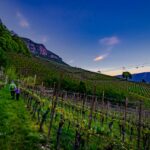 Abendstimmung, Blütezeit, Frühjahr, Frühling, Früjahr, Kurtatsch, Weinberge, Zürgelbaum, passeggiare, spazieren, spazieren gehen, wandern